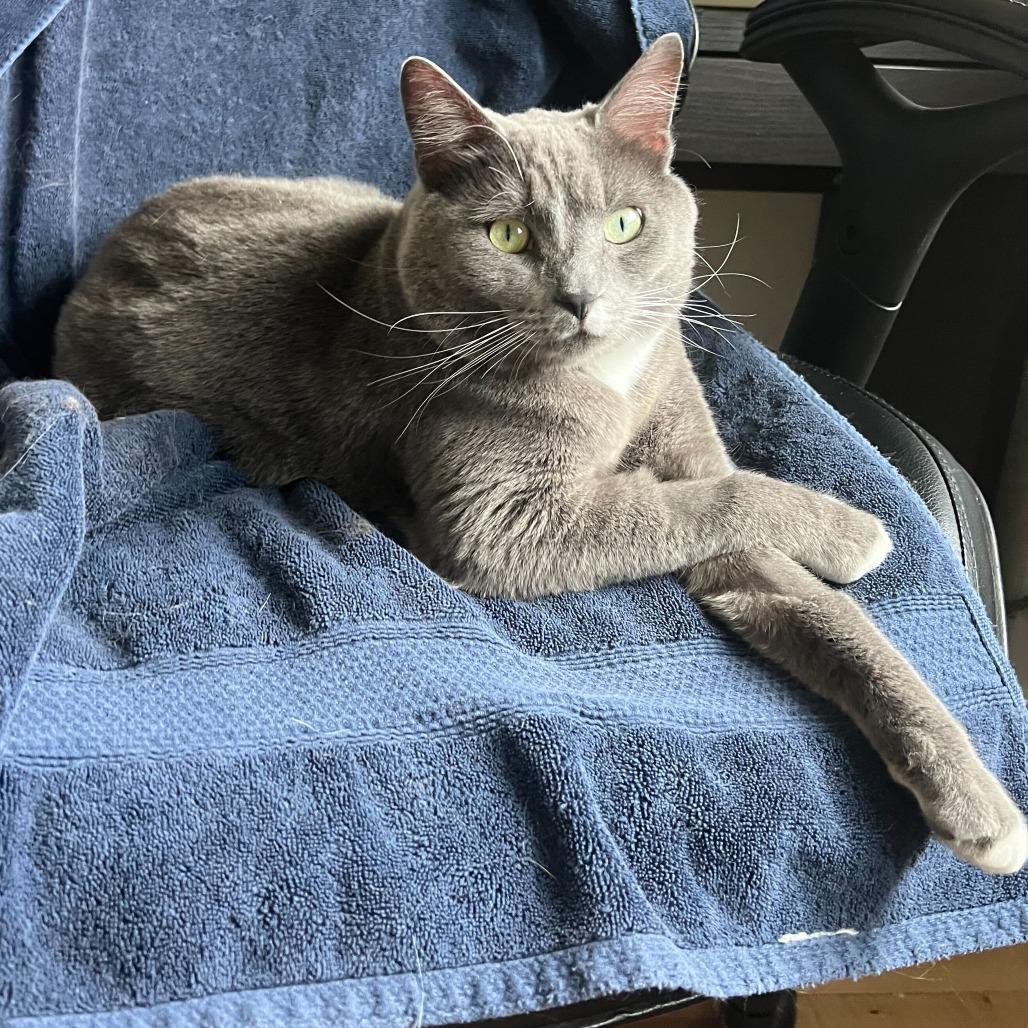 Mr.Samson, Adoptable, Adult Male Domestic Short Hair.