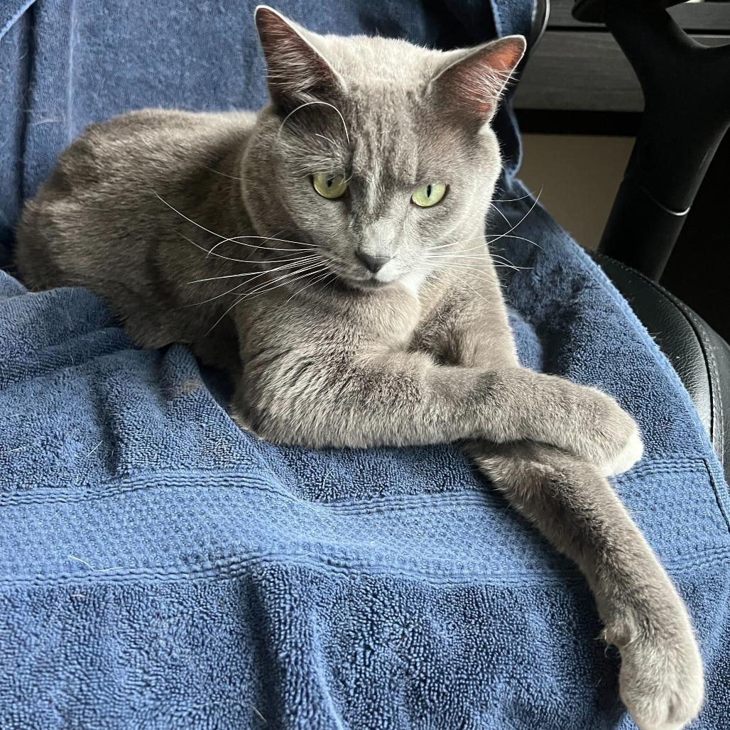 Enlarge Mr.Samson, a Adoptable Domestic Short Hair in Abbotsford, BC image 2/4