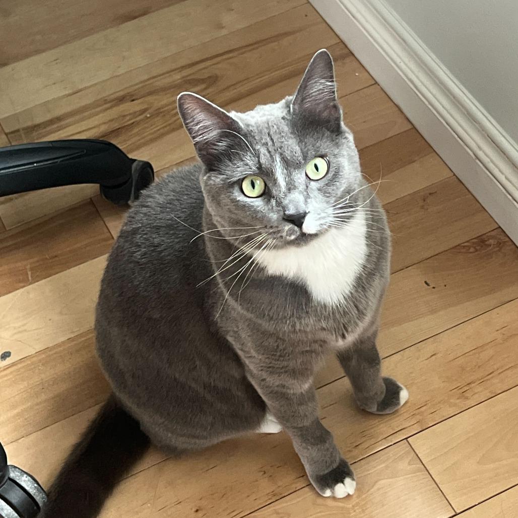 Enlarge Mr.Samson, a Adoptable Domestic Short Hair in Abbotsford, BC image 3/4