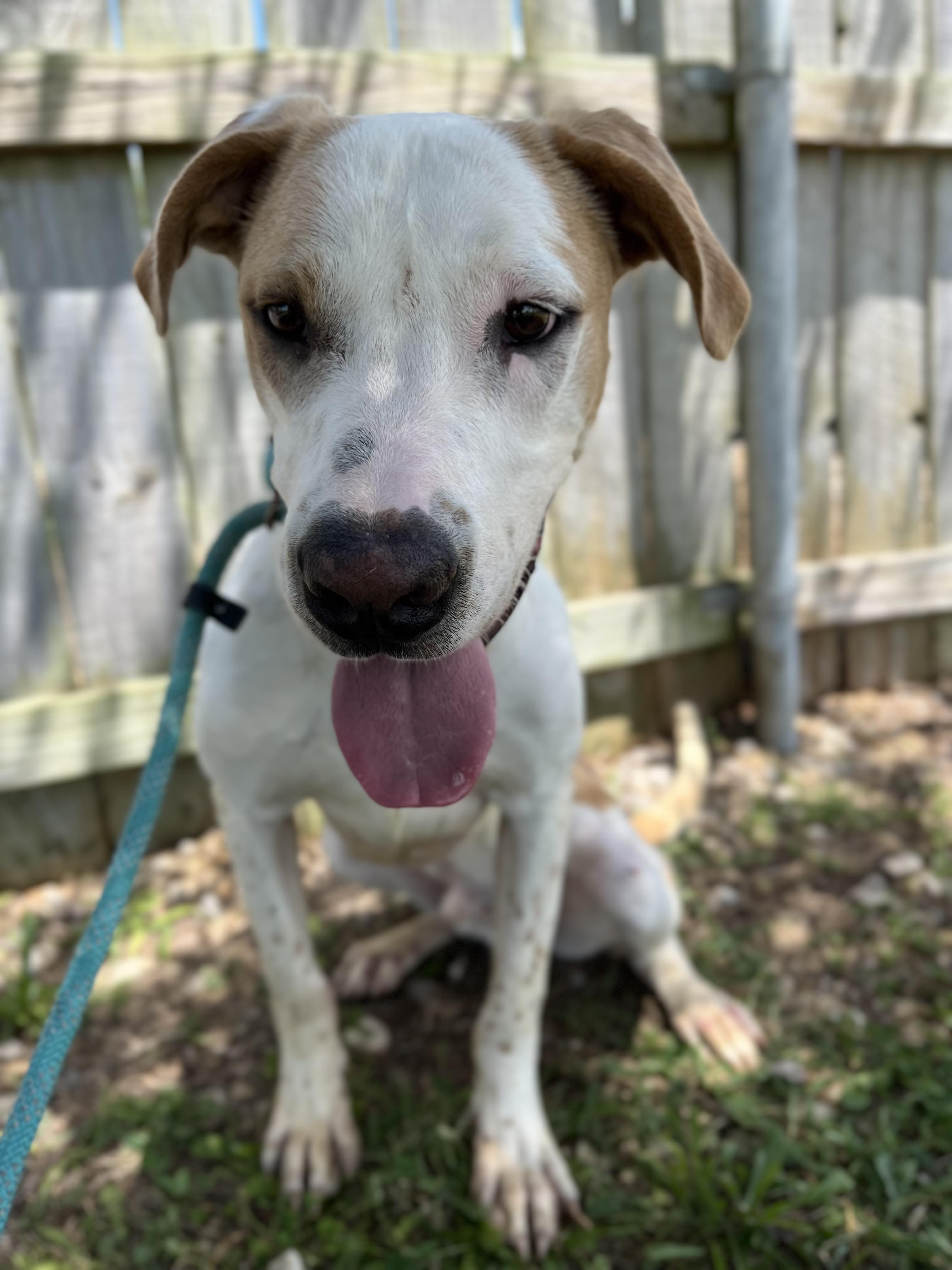 Enlarge Boone, an adoptable mixed breed in Centerton, AR image 1/2