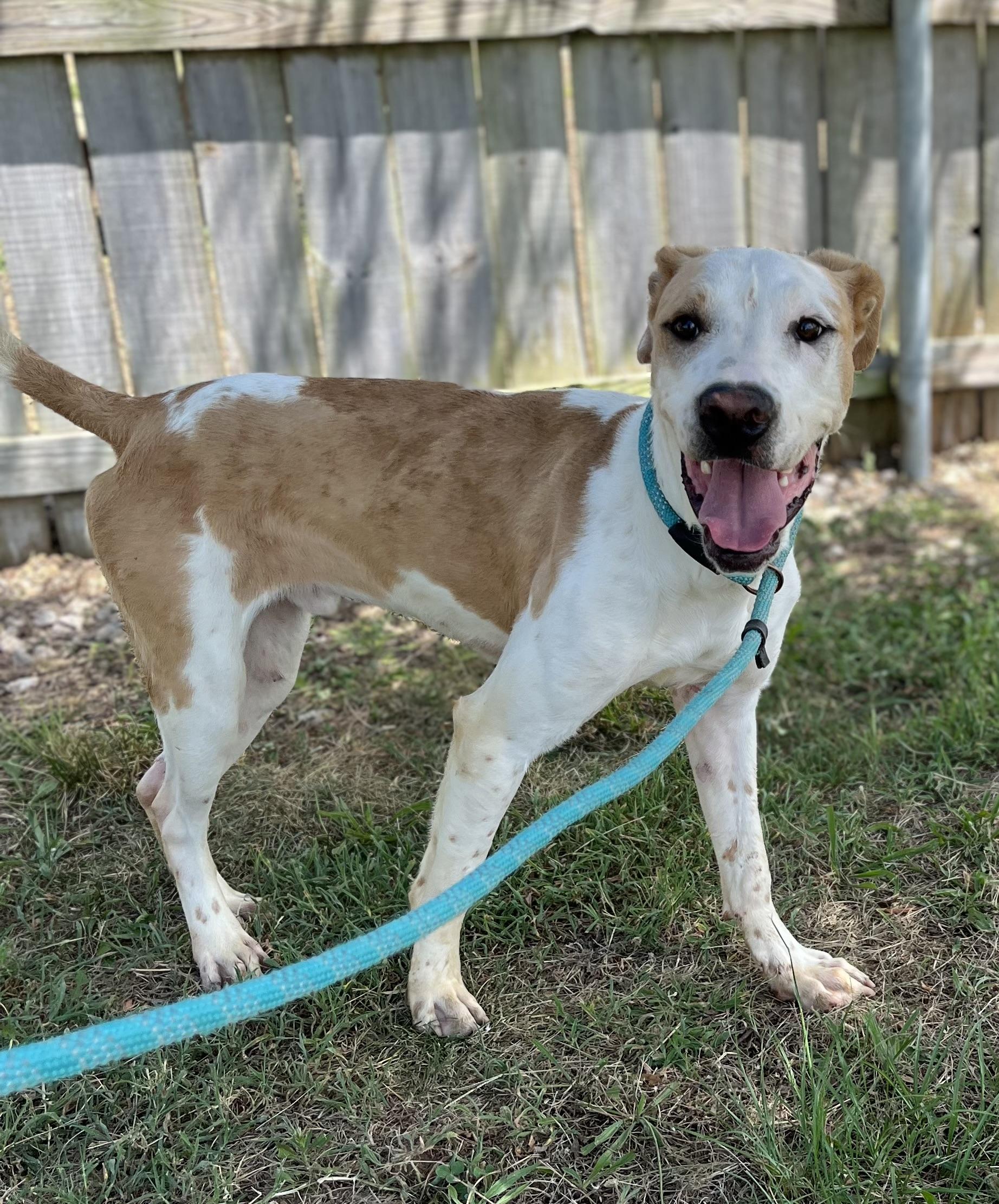 Enlarge Boone, an adoptable mixed breed in Centerton, AR image 2/2