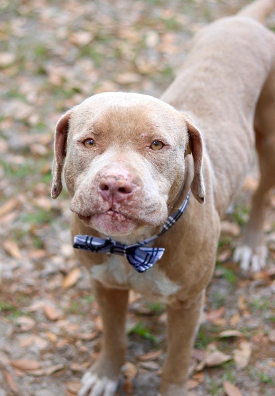 Sam, Adoptable, Adult Male Mixed Breed.