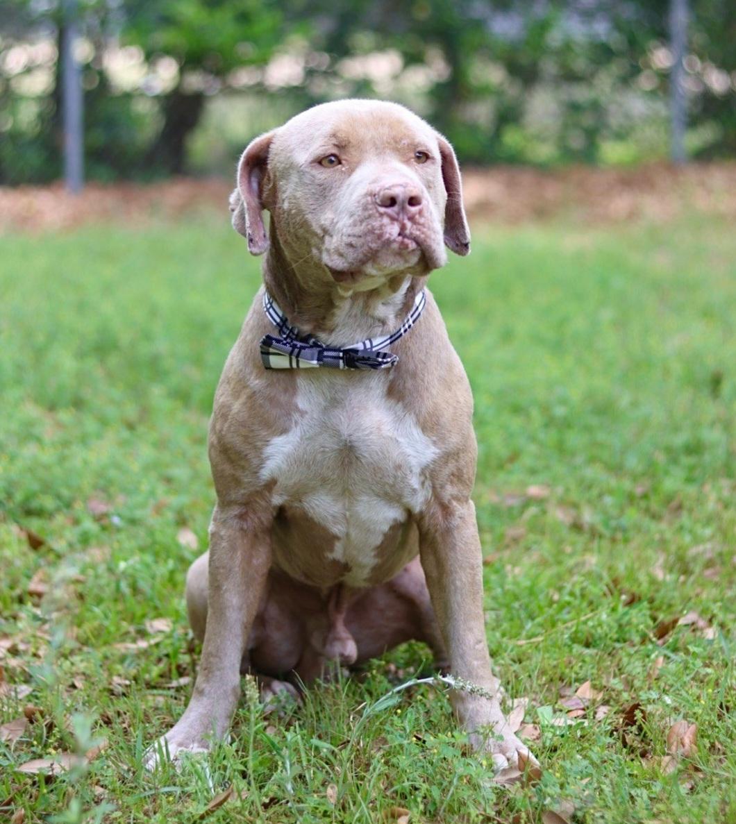 Enlarge Sam, a Adoptable mixed breed in Gainesville, FL image 2/2