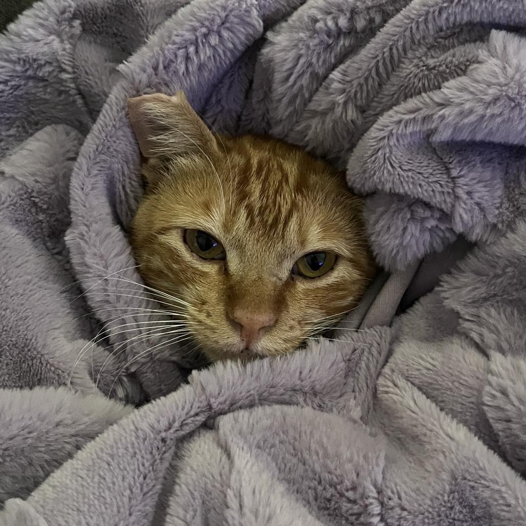 Sunny, Adoptable, Adult Male Domestic Short Hair.