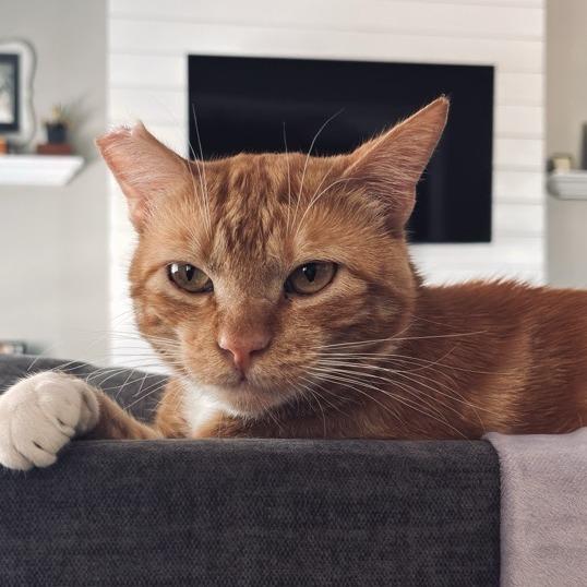 Enlarge Sunny, a Adoptable Domestic Short Hair in Temecula, CA image 2/6