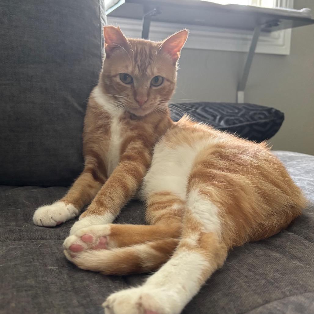 Enlarge Sunny, a Adoptable Domestic Short Hair in Temecula, CA image 3/6