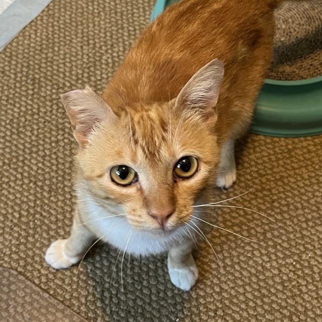 Enlarge Sunny, a Adoptable Domestic Short Hair in Temecula, CA image 5/6