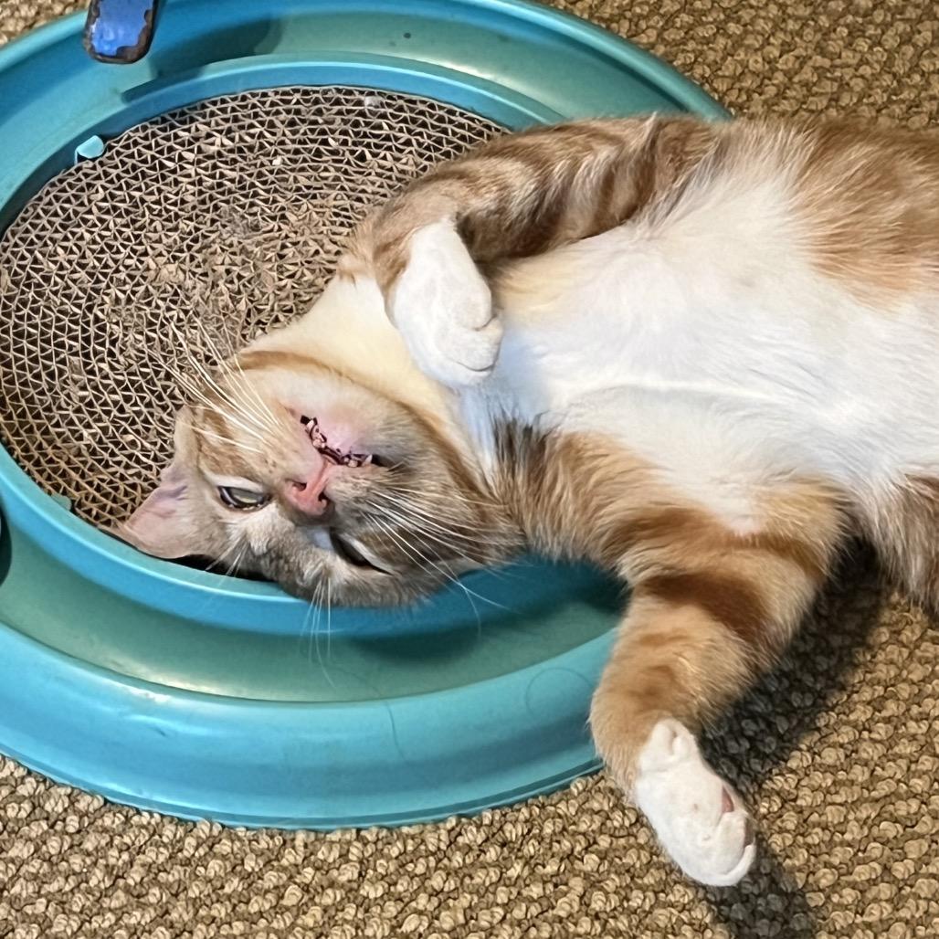Enlarge Sunny, a Adoptable Domestic Short Hair in Temecula, CA image 6/6