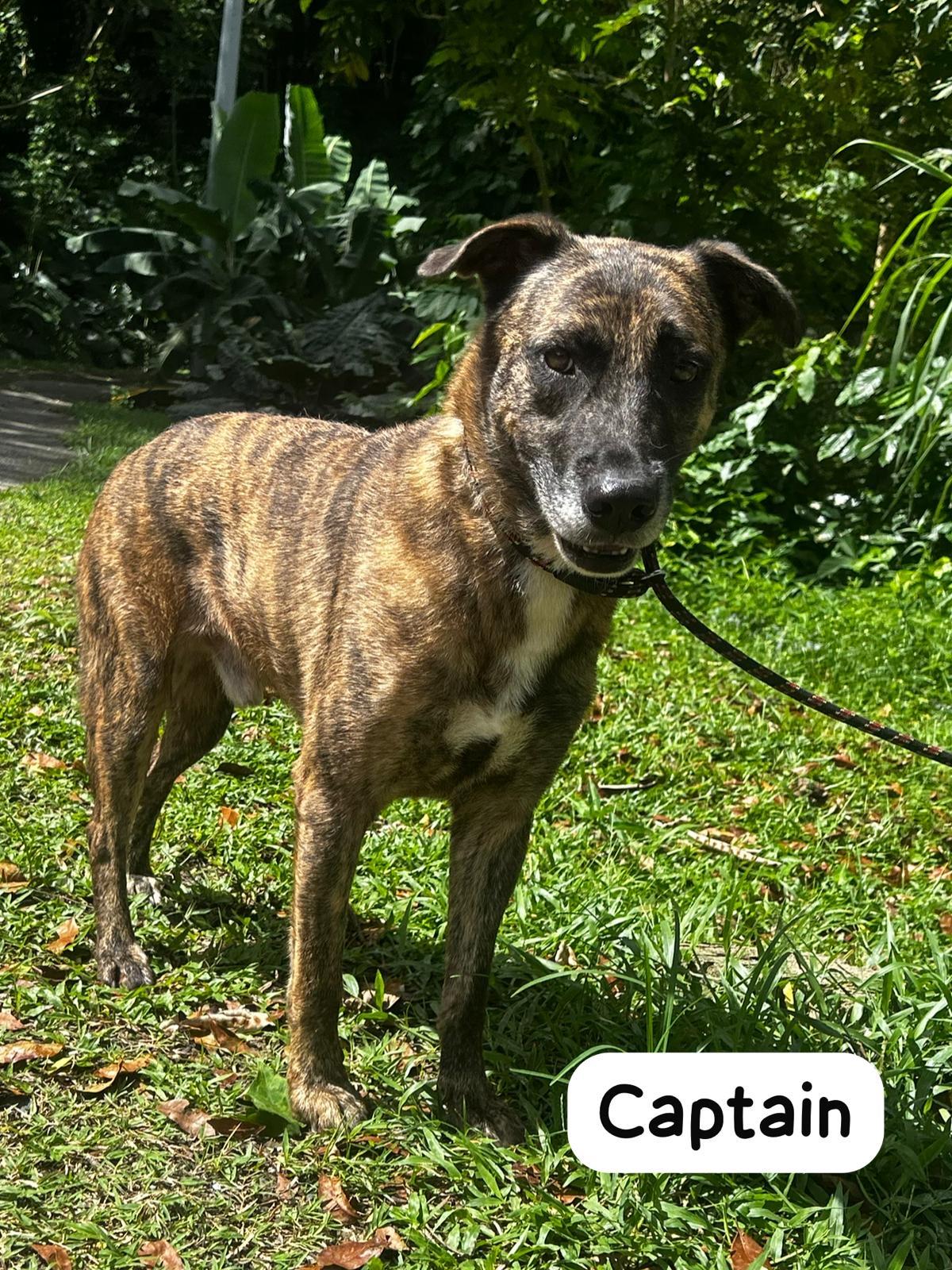 Enlarge Cute Candid Captain, a Adoptable mixed breed in Okemos , MI image 3/3