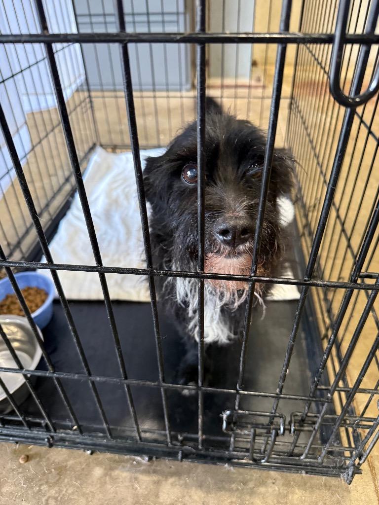 Enlarge Lillie 26-14081, a Adoptable mixed breed in Minot, ND image 5/5