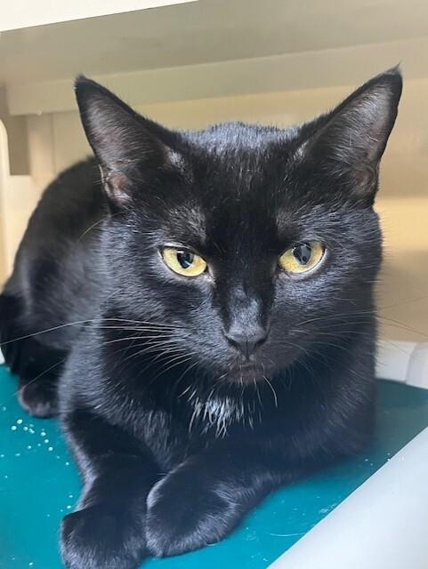 Enlarge Twiggy, a Adoptable Domestic Short Hair in Arlington, WA image 1/2