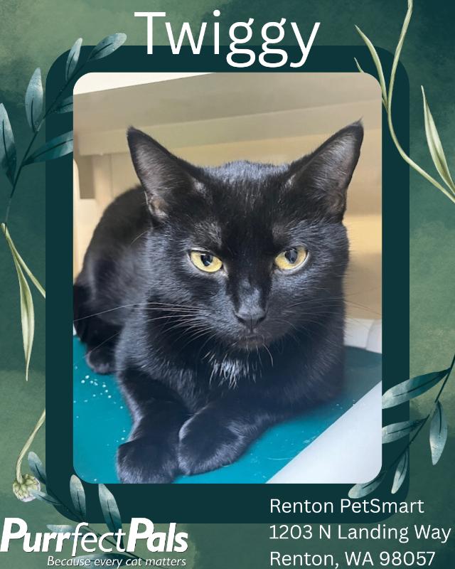 Enlarge Twiggy, a Adoptable Domestic Short Hair in Arlington, WA image 2/2