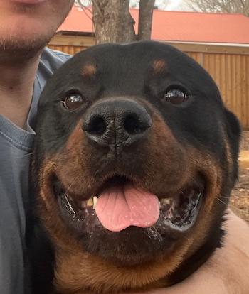 Brahms, a Adoptable Rottweiler in Decatur, GA image 1/3