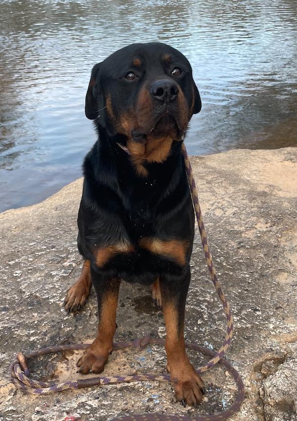 Brahms, a Adoptable Rottweiler in Decatur, GA image 2/3