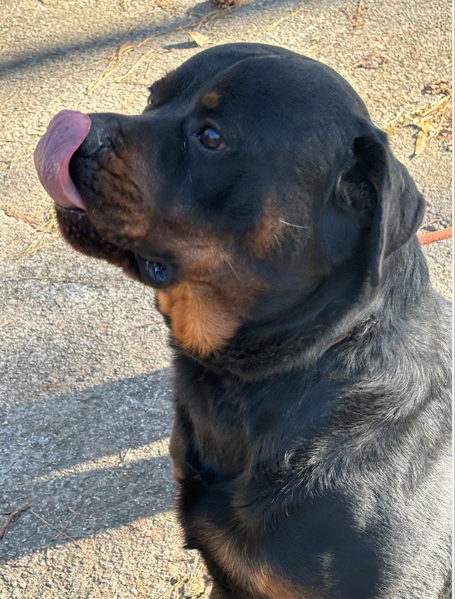 Brahms, a Adoptable Rottweiler in Decatur, GA image 3/3