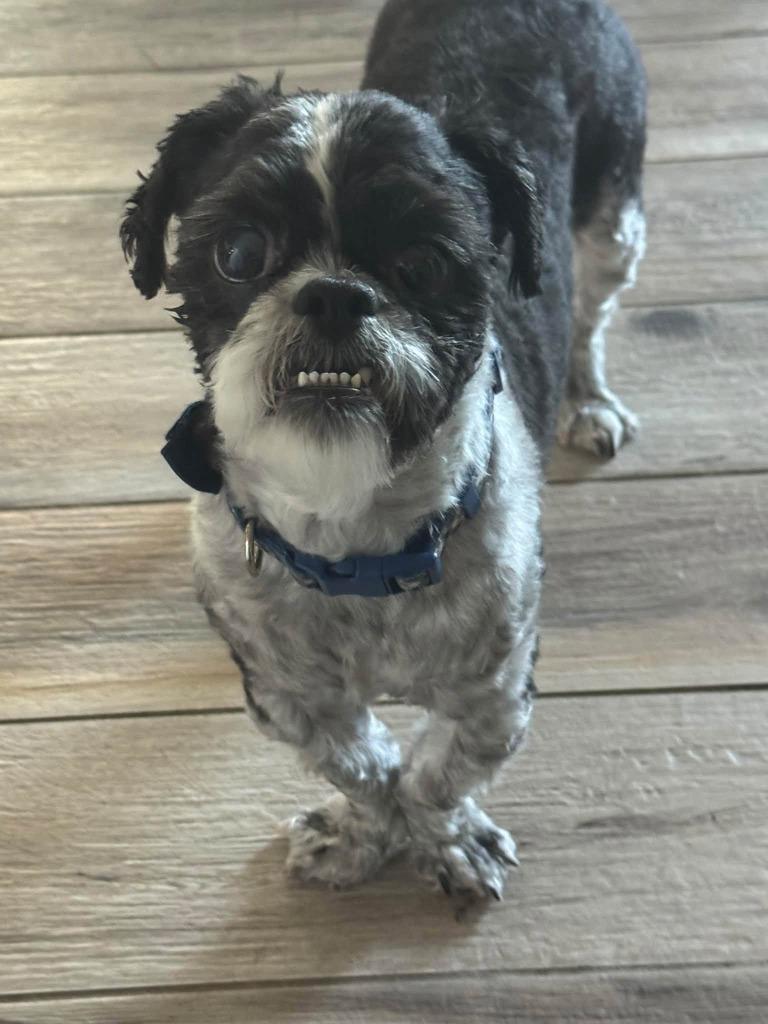 Banner, Adoptable, Senior Male Shih Tzu.