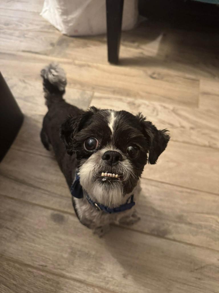 Enlarge Banner, a Adoptable Shih Tzu in Mesa, AZ image 2/2