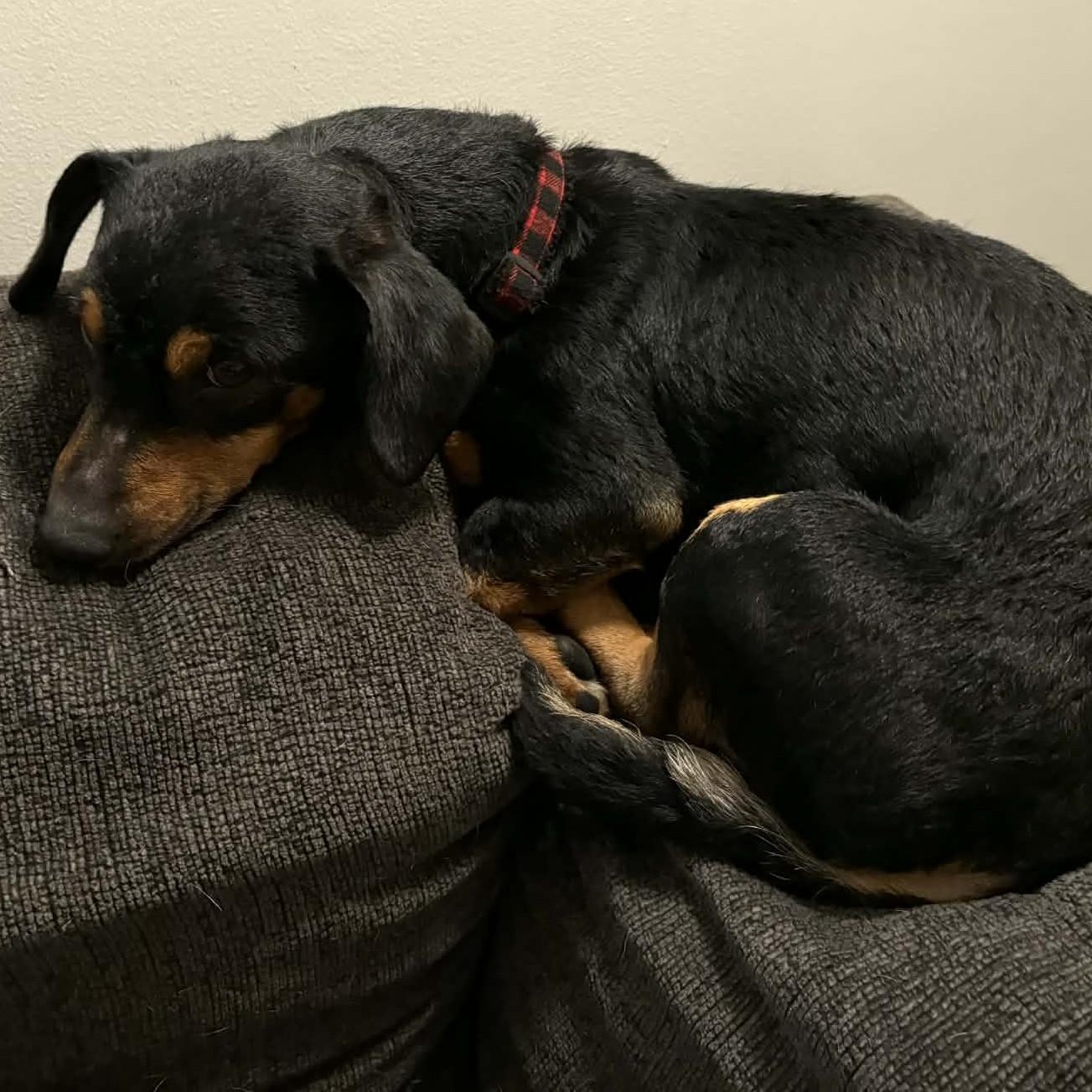 Enlarge Scrappy, a ADOPTABLE mixed breed in Cherry Hill, NJ image 6/6