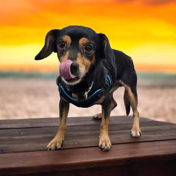 Scrappy, ADOPTABLE, Young Male Dachshund.