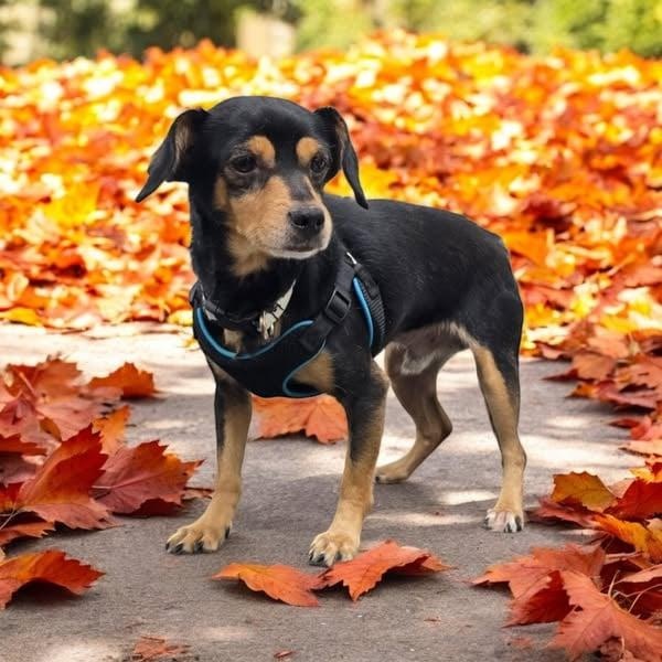 Enlarge Scrappy, a ADOPTABLE mixed breed in Cherry Hill, NJ image 5/6