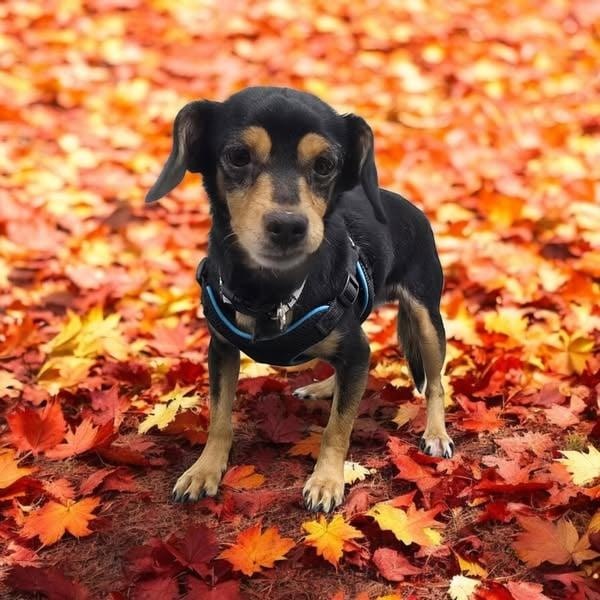 Enlarge Scrappy, a ADOPTABLE mixed breed in Cherry Hill, NJ image 3/6