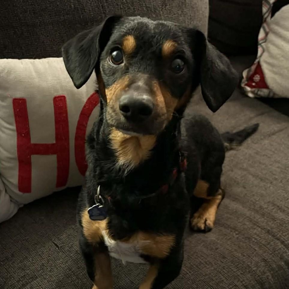 Enlarge Scrappy, a ADOPTABLE mixed breed in Cherry Hill, NJ image 2/6