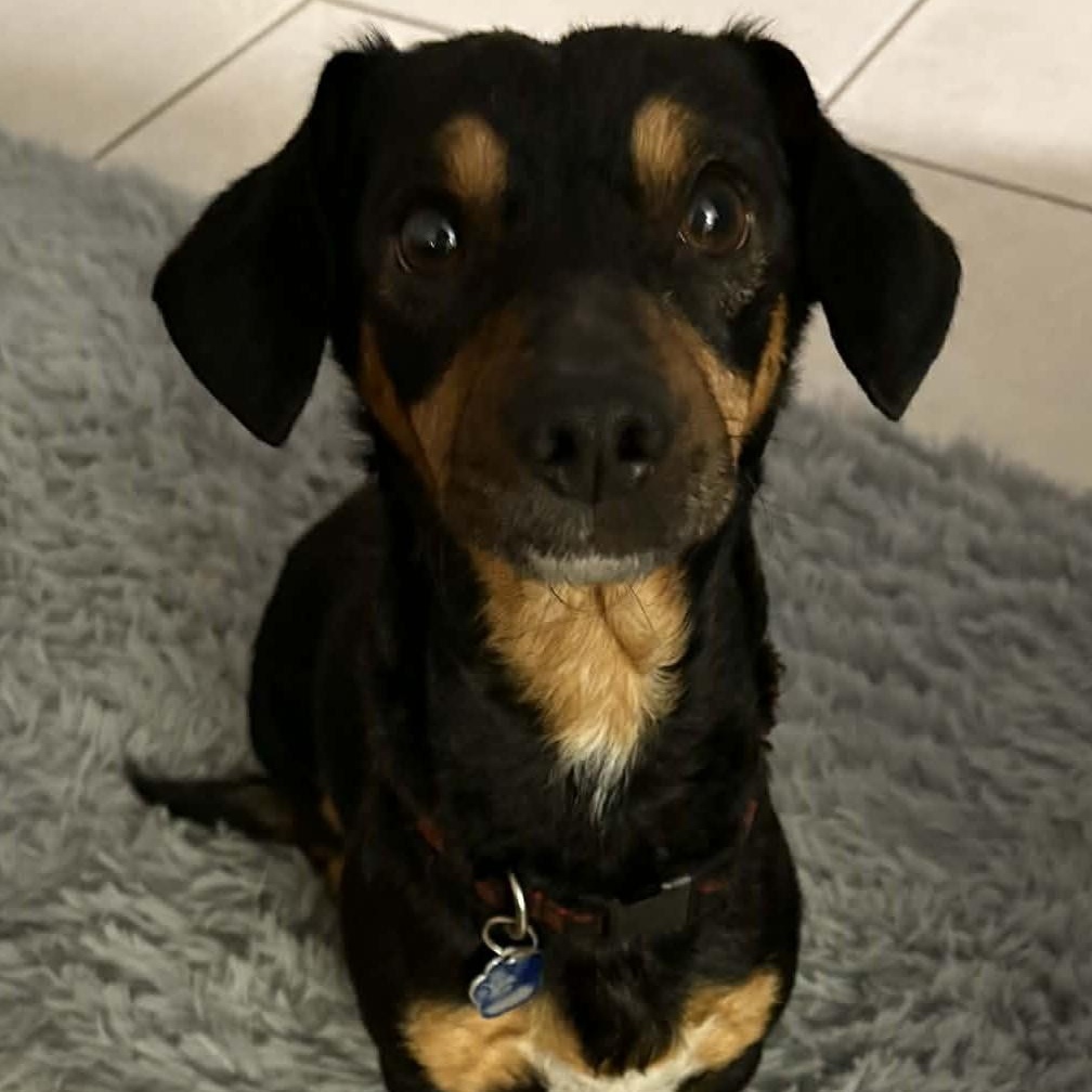 Enlarge Scrappy, a ADOPTABLE mixed breed in Cherry Hill, NJ image 4/6