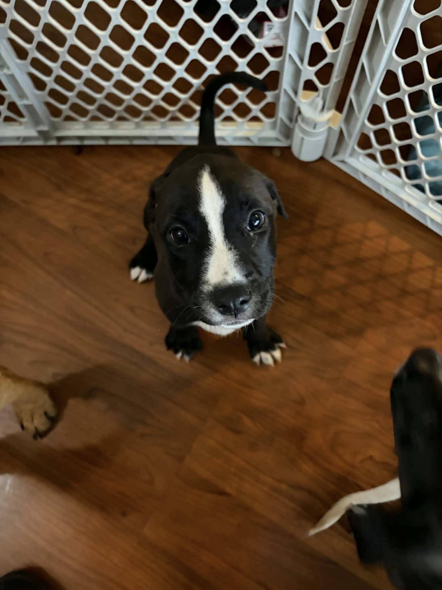 Lacey, adopted, Puppy Female Australian Shepherd & Mixed Breed.