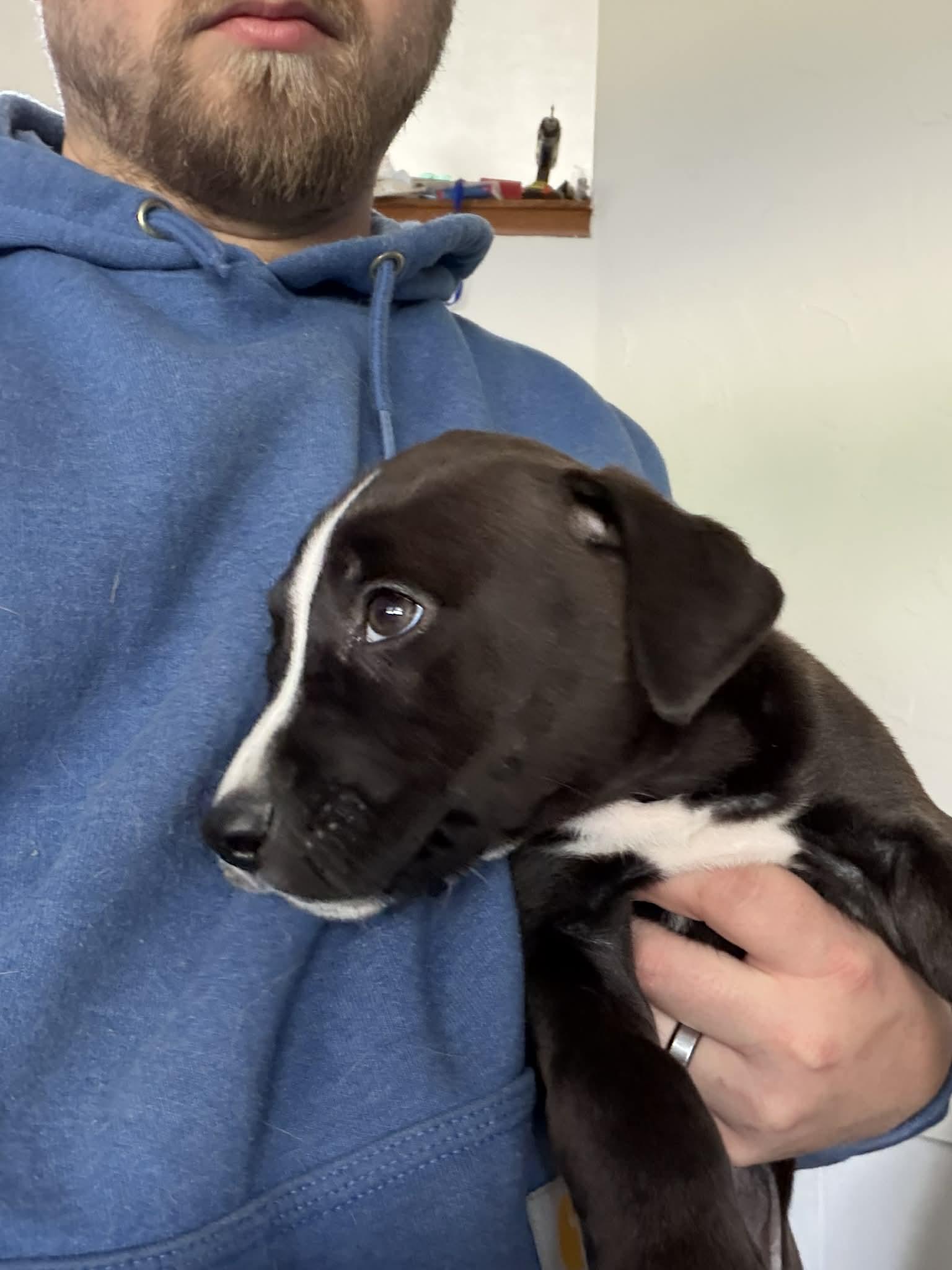 Enlarge Lacey, an adopted mixed breed in Clinton, WI image 4/4