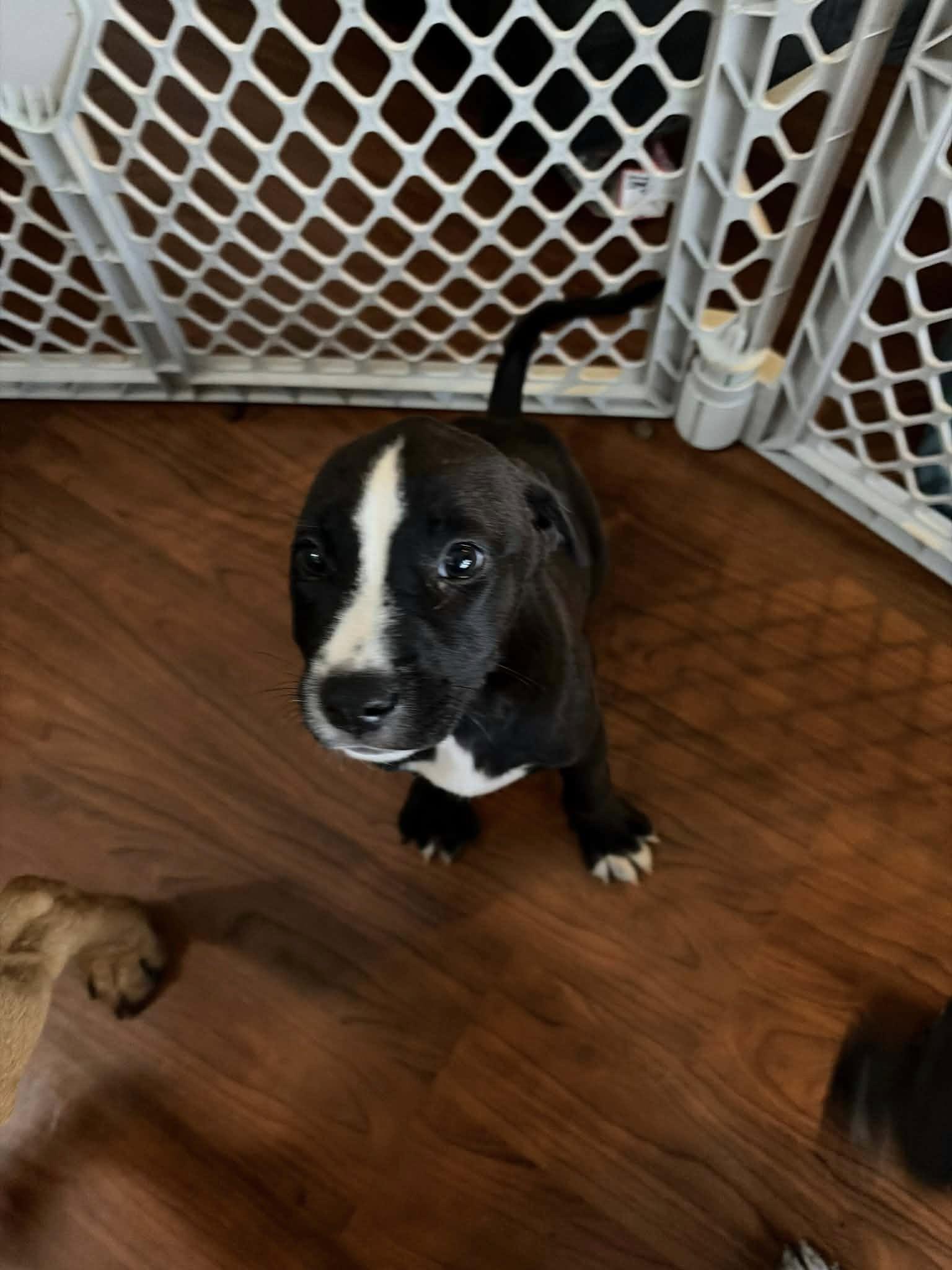 Enlarge Lacey, an adopted mixed breed in Clinton, WI image 3/4