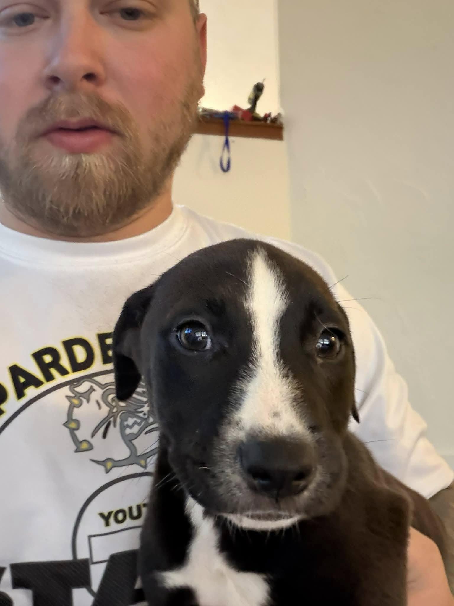 Enlarge Lacey, an adopted mixed breed in Clinton, WI image 2/4