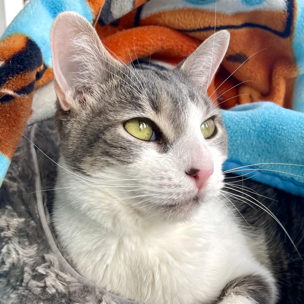 Moon Pie, Adoptable, Senior Male Domestic Short Hair.