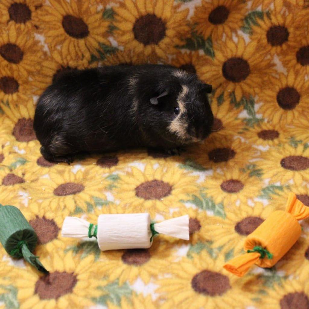 Bonnie, Adoptable, Adult Female Guinea Pig.