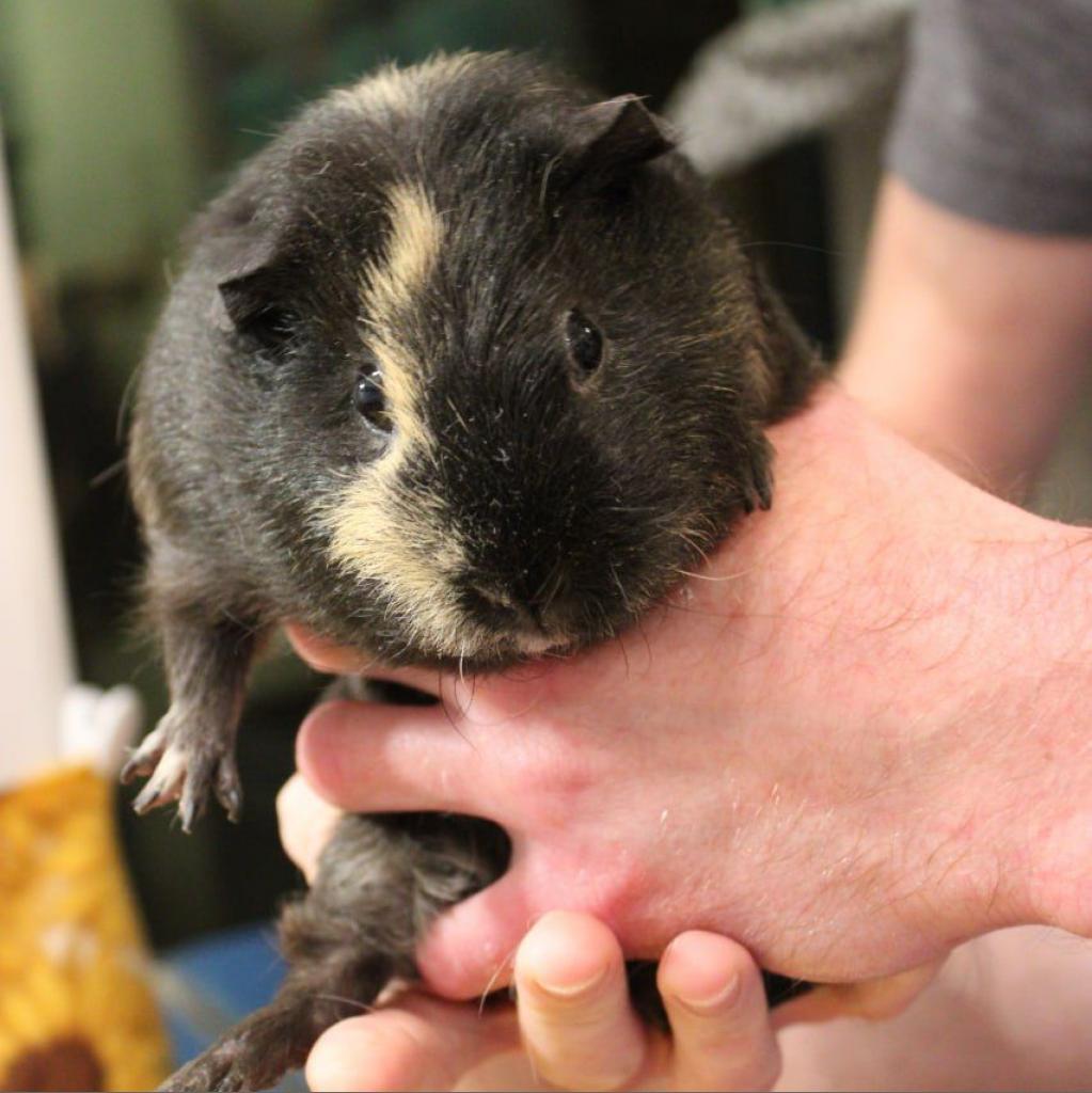 Bonnie, a Adoptable Guinea Pig in Phoenix, AZ image 2/6