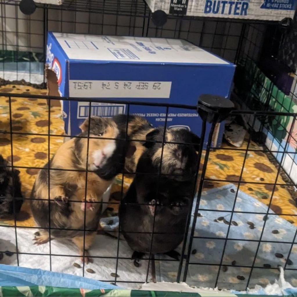 Bonnie, a Adoptable Guinea Pig in Phoenix, AZ image 3/6