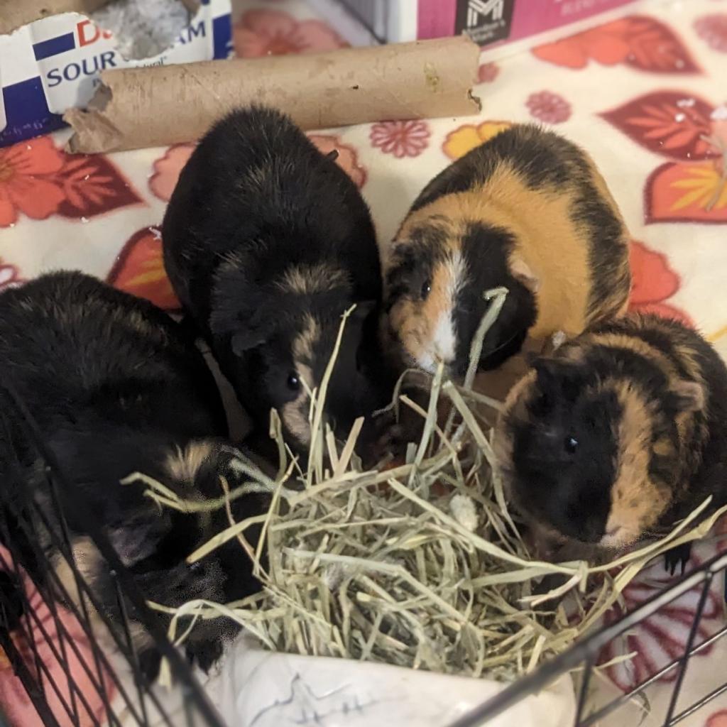 Bonnie, a Adoptable Guinea Pig in Phoenix, AZ image 4/6