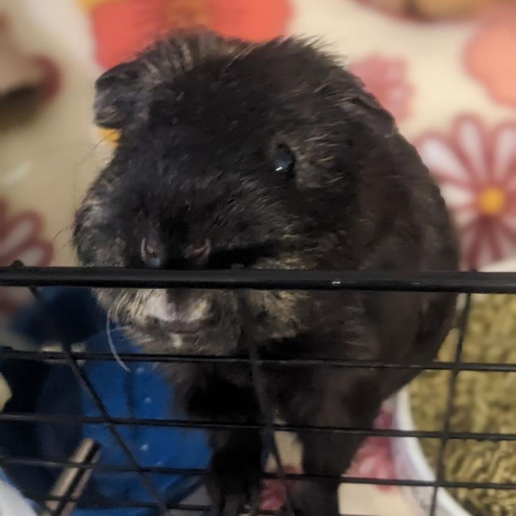 Bonnie, a Adoptable Guinea Pig in Phoenix, AZ image 5/6