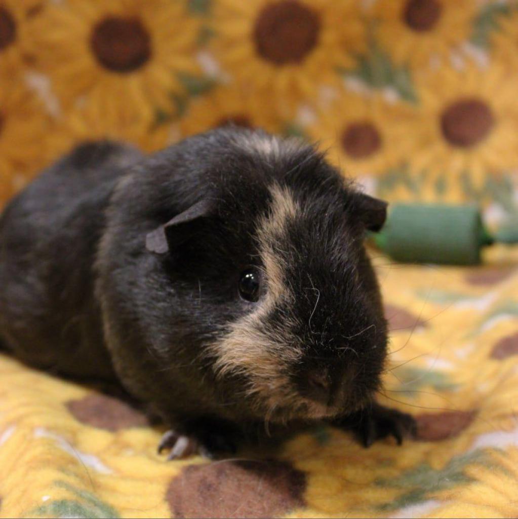 Bonnie, a Adoptable Guinea Pig in Phoenix, AZ image 6/6