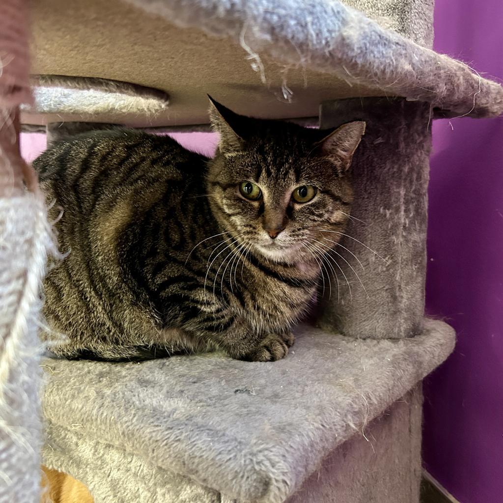 Enlarge Elkdale, a Adoptable Domestic Short Hair in Hamburg, NY image 1/2