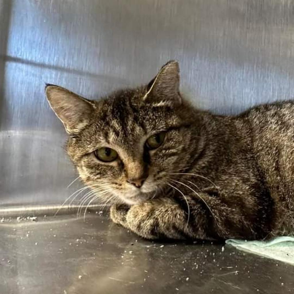 Enlarge Elkdale, a Adoptable Domestic Short Hair in Hamburg, NY image 2/2