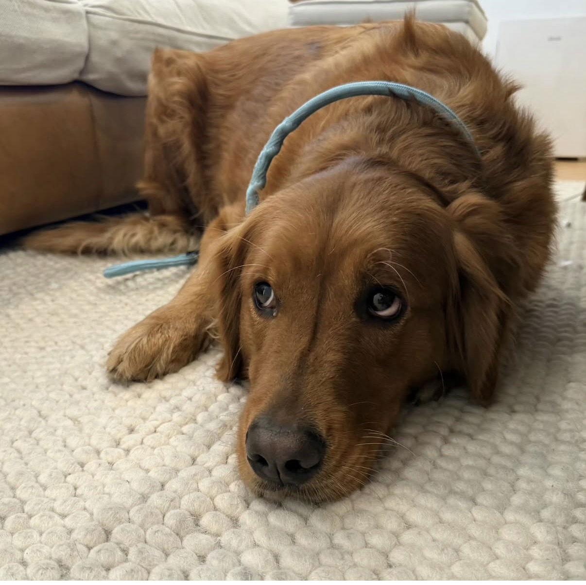 Sandy (bonded with Red), Adopted, Young Female Golden Retriever.