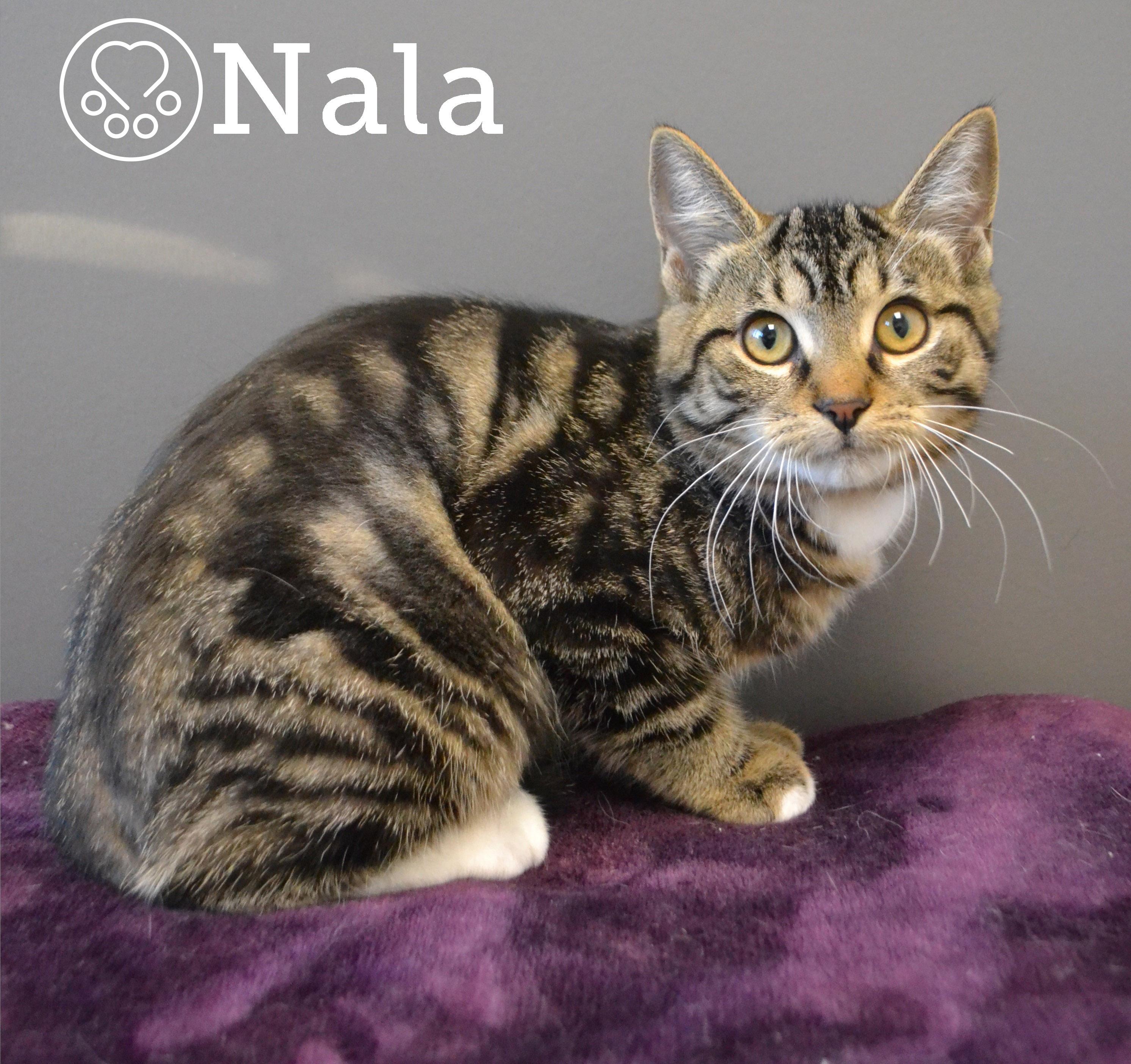 Nala