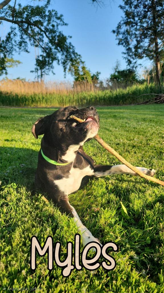 Enlarge Myles, a Adoptable Boxer in Port Clinton, OH image 1/5