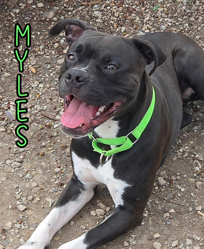 Enlarge Myles, a Adoptable Boxer in Port Clinton, OH image 2/5