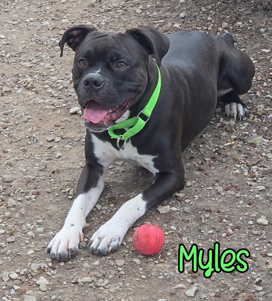 Enlarge Myles, a Adoptable Boxer in Port Clinton, OH image 3/5