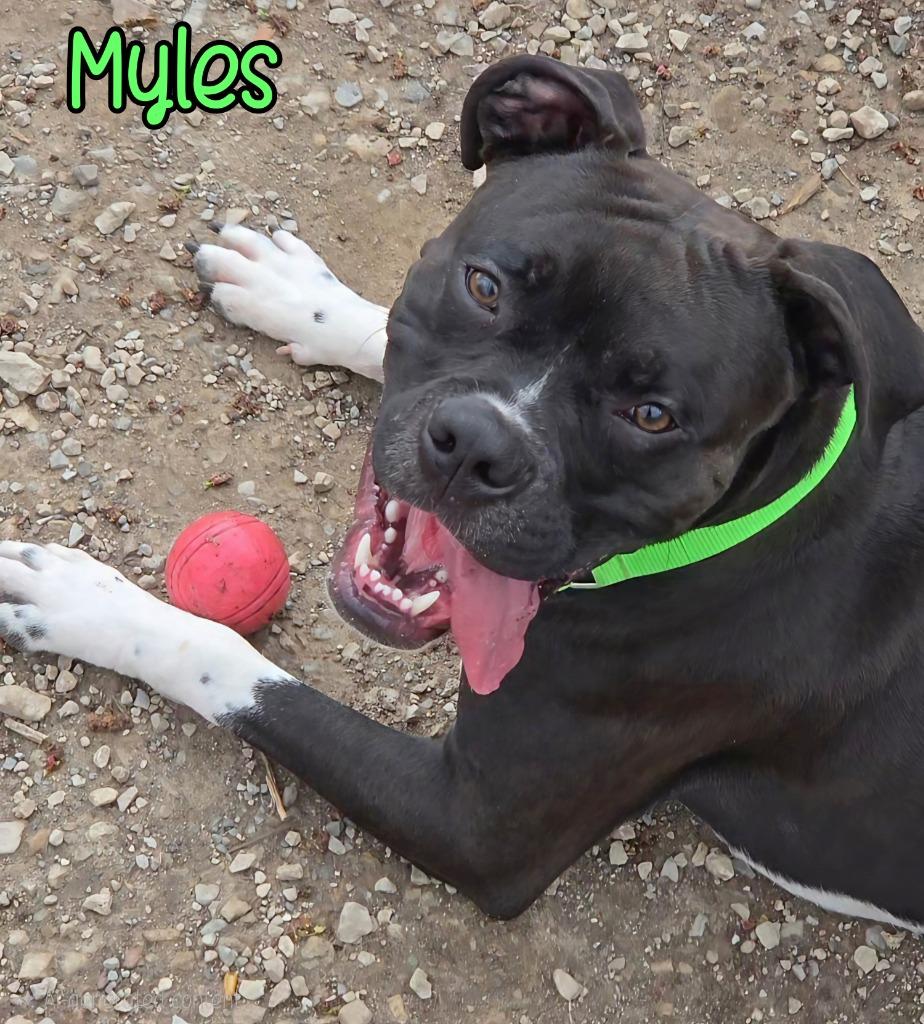 Enlarge Myles, a Adoptable Boxer in Port Clinton, OH image 4/5