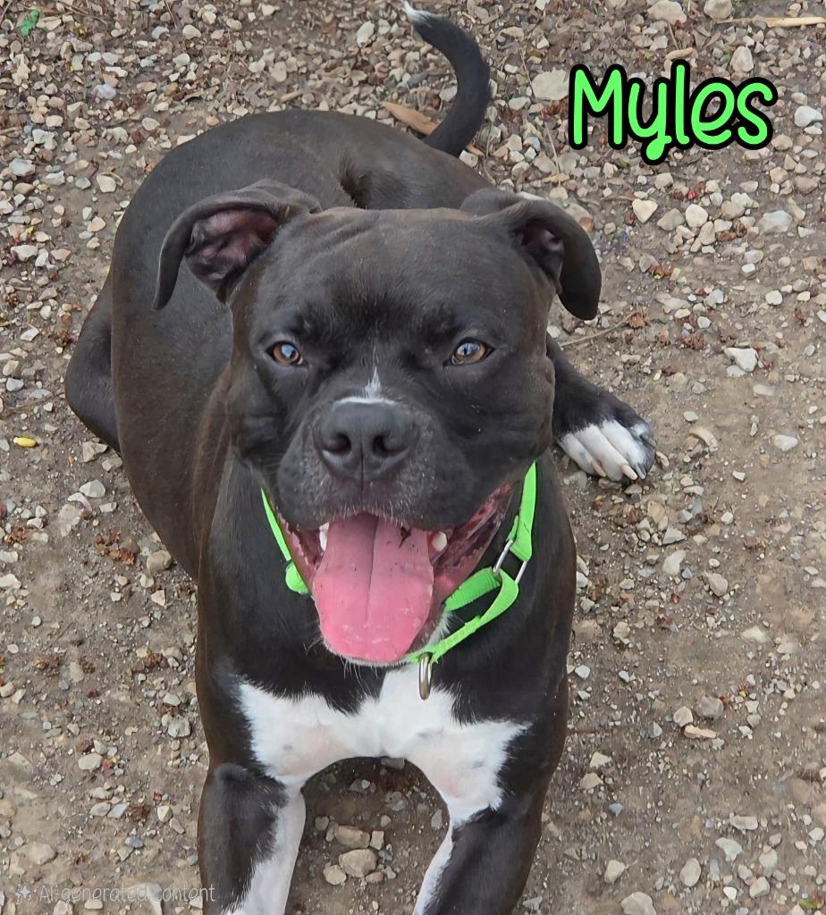 Enlarge Myles, a Adoptable Boxer in Port Clinton, OH image 5/5