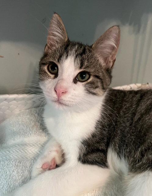 Pinkie, Adoptable, Kitten Male Domestic Short Hair.
