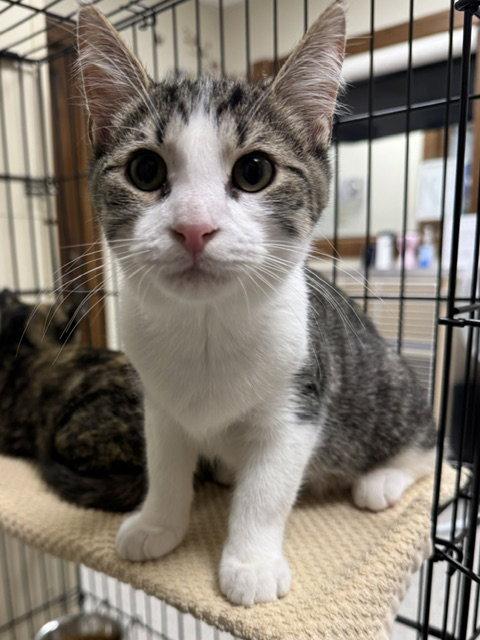 Enlarge Pinkie, a Adoptable Domestic Short Hair in Lancaster, PA image 2/2