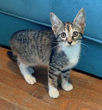 Roxie Calico Cat